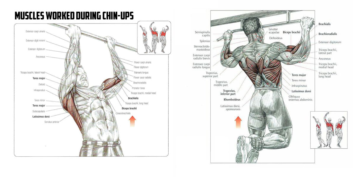 Pullup exercise Muscles