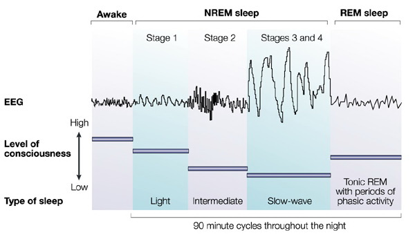 rem sleep vs deep sleep vs light sleep