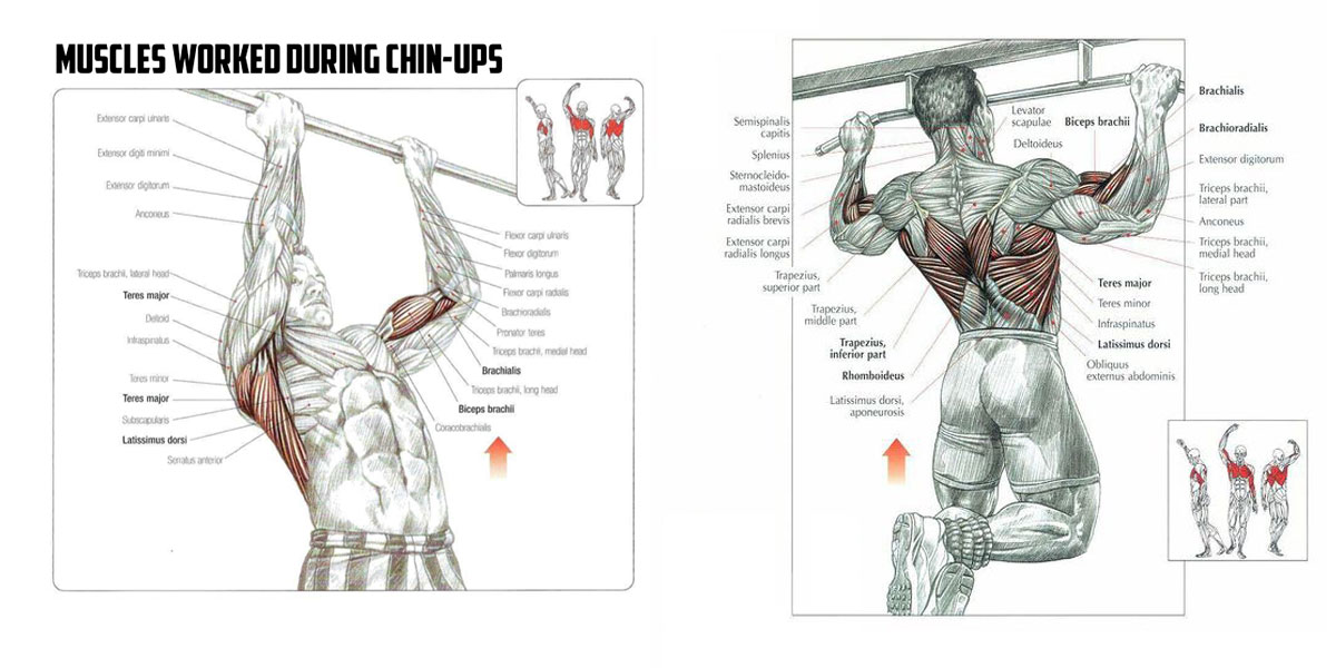 Pull Ups Muscles Worked Chart